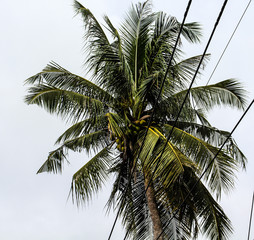 Fototapeta na wymiar Palmtree