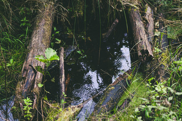 Small creek in wild forest - old tress, rain drops