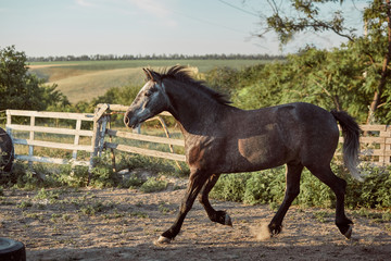 Fototapeta premium Horse running in the paddock on the sand in summer