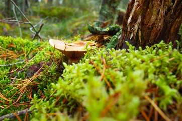Milk mushroom (Lactarius vellereus) on moss in forest close-up photo with short focus, Nature of Sweden