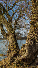 Smartphone HD wallpaper of beautiful view on the danube island near Pleinting - Bavaria