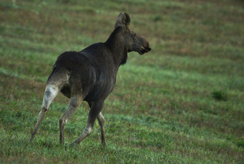 Naklejka na ściany i meble Female elk running