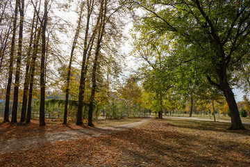Fototapeta premium autumn in the park