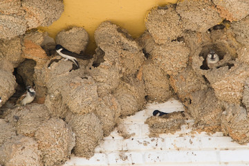 Nids d'hirondelle de fenetre en espagne © Alexandre