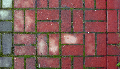 Paving stones with moss