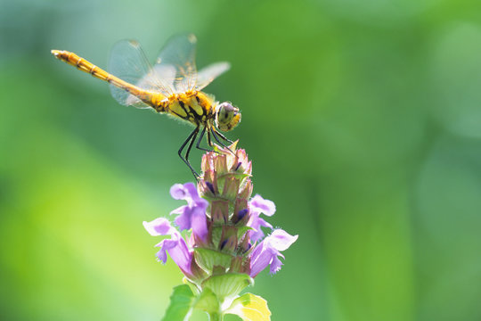 A dragonfly on Prunella vulgaris - ウツボグサとトンボ