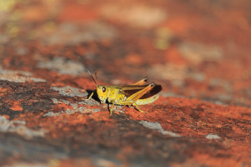 Grass hopper on ground at summer time