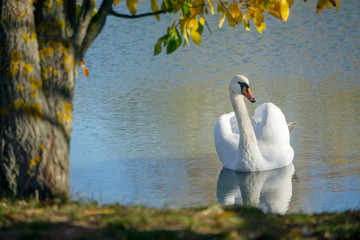 Swan on the lake