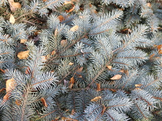 blue spruce closeup