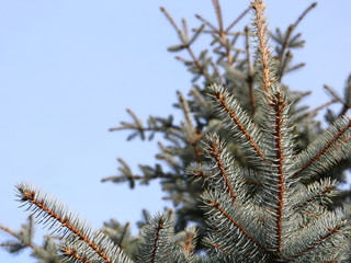blue spruce on blue sky background