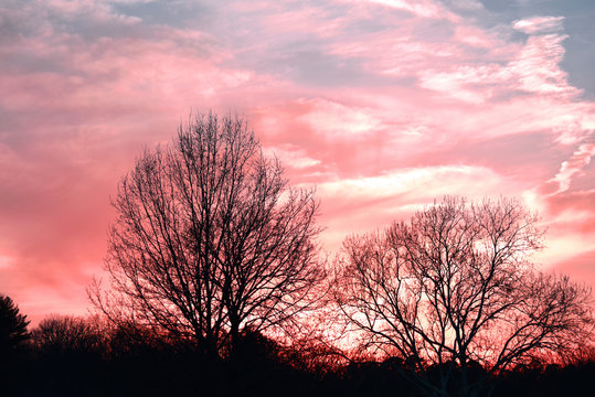 Winter silhouette of trees against a pink sunset