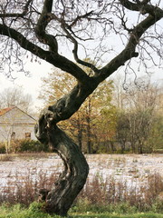 Fototapeta na wymiar tree with a twisted trunk in the park