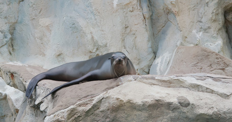 Sea lion lying on the rock