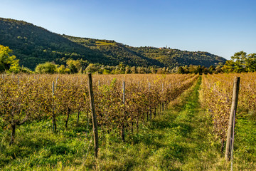 Fototapeta premium Grape vineyard in the Berici Hills of Vicenza, Veneto - Italy