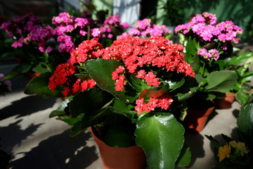 Fototapeta na wymiar Kalanchoe Kalandiva red flower in a pot. Many bright indoor flowers