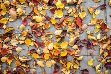 Wide Colorful Fall Leaves on Sidewalk Background Top View Texture