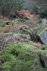 Moss grows on large Rocks along the Wicklow Way