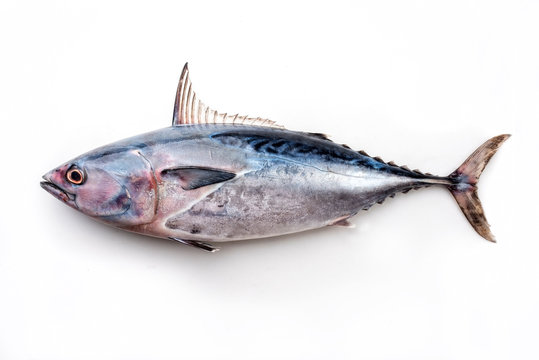 Fresh saltwater bonito as top view on white background with copy space – isolated