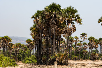 Fototapeta premium Green palm trees grow out of the red sand on the background of the blue sky with small village beach.