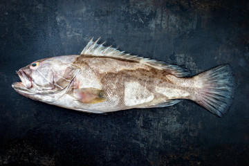 Fresh saltwater white grouper as top view on black rustic background with copy space