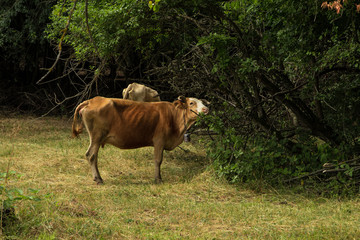 Cows in a fresh grassy field on a clear day