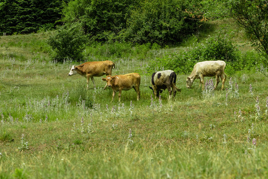 Cows in a fresh grassy field on a clear day