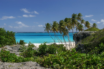 Barbados Bottom Bay Palm Tress