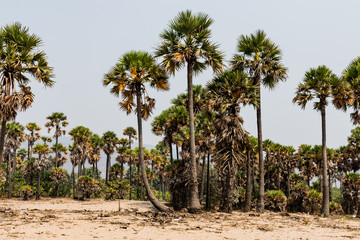 Obraz premium Green palm trees grow out of the red sand on the background of the blue sky with small village beach.