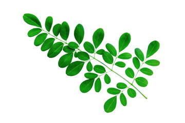 Fototapeta na wymiar Green leaves isolated on a white background. File contains with clipping path.