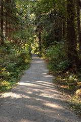 Fototapeta premium path in the forest