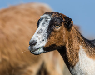 Ziege - Portrait