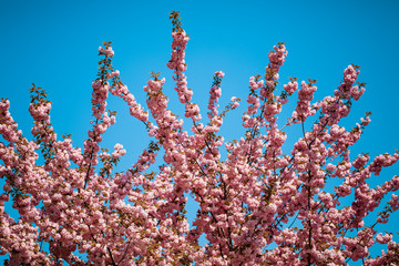 Fototapeta na wymiar A beautifully blooming sakura tree. On a beautiful blue sky background