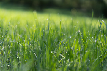 Green grass