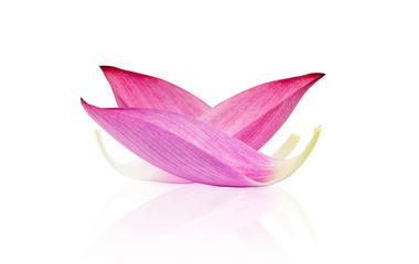 Closeup of pink lotus petal isolated on white background. File contains with clipping path.