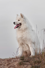 Sitting happy Siberian samoyed husky in park on autumn sunset
