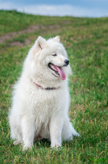 happy Siberian samoyed husky in park on summer grass