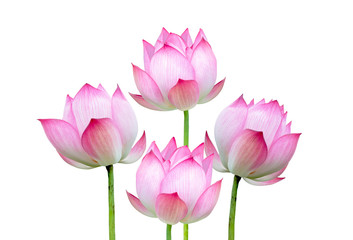 Obraz na płótnie Canvas Pink lotus flower isolated on white background. File contains with clipping path.