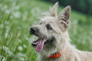 portrait happy white dog smiling in park on grass summer