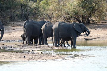 Eléphants a la source d'eau 