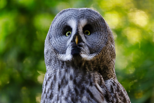 Portrait of adult male great grey owl (Strix nebulosa)
