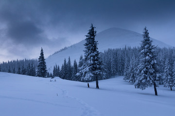 Fototapeta premium Landscape in winter mountains. View of snow-covered tall firs and impassable snowdrifts. Snow thick layers lie on the branches of trees. Nature on winter.
