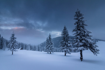 Landscape in winter mountains. View of snow-covered tall firs and impassable snowdrifts. Snow thick...