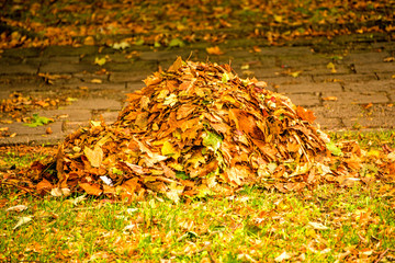 heap of leaves in autumn
