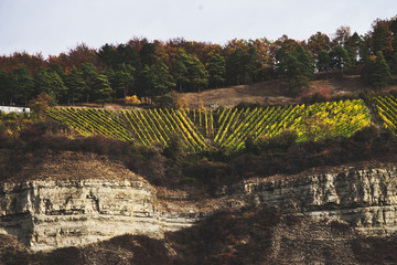 Vineyard with yellow leaves in autumn on a steep slope, lower franconia, bavaria