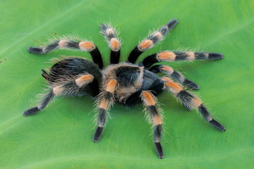 Mexican Redknee Tarantula (Brachypelma hamorii) on Plant