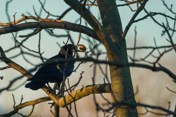 Czarny ptak z orzechem w dziobie © Michal45