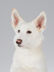 White and big shepherd dog in a studio.