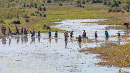 Gemeinsamer Fischfang mit Netzen am Fluss Cubango, Rundu, Okawango, Namibia, Angola