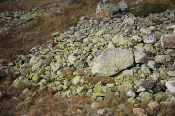 lichen on rock