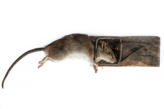 Big dead rat in a trap on a white background